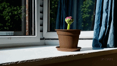 flower-blooming